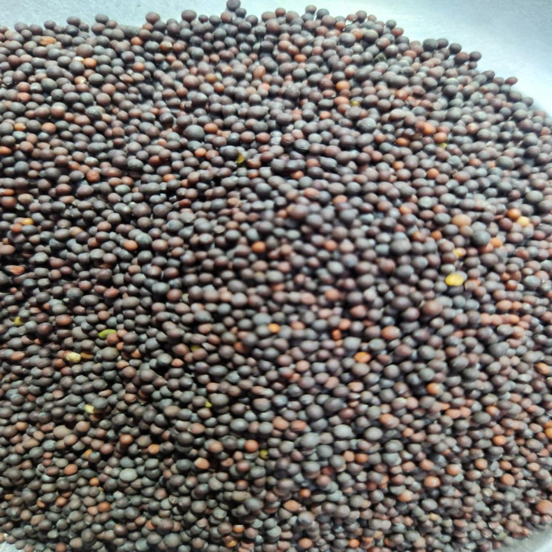 Organic Mustard seeds
